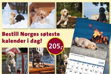 På bilden ser vi den norska kalendern. Bilderna visar hundvalpar.