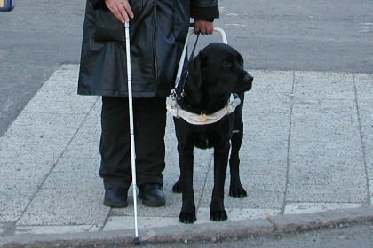 Bilden visar en svart ledarhund i vit sele, redo för att gå över gatan.