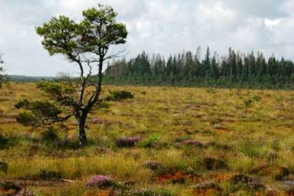 Store mosse nationalpark. Bilden visar en liten senig tall på en myr med gulgrönt gräs och blommande ljung.