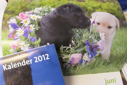 Bild från hundkalenderns juniuppslag. En svart och en ljus labradorvalp, där den svarta valpen har en blomsterkrans runt halsen.